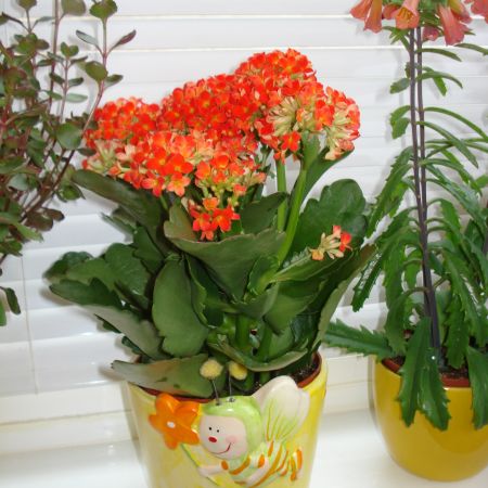 KALANCHOE